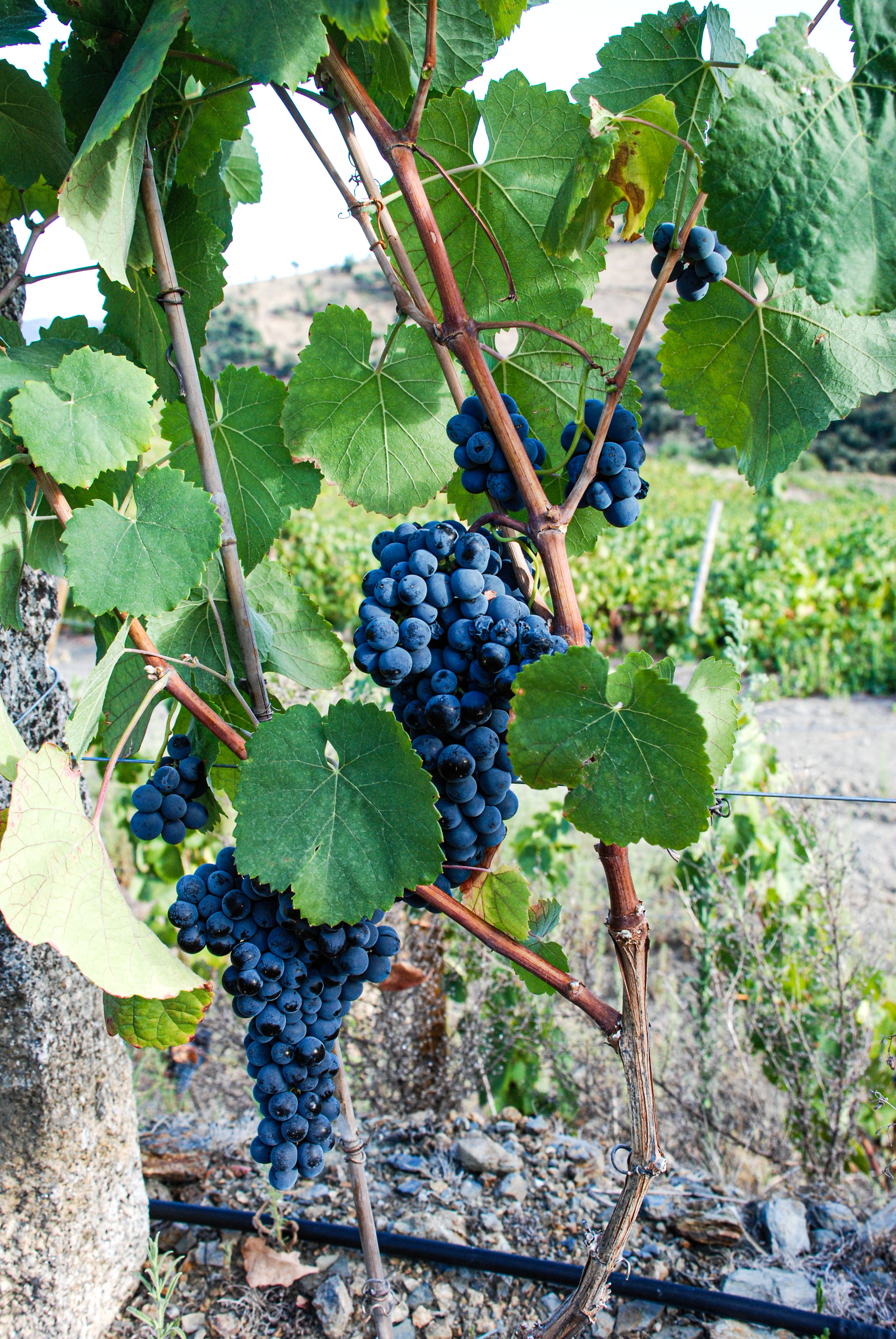 Biosabor - Uvas do Douro